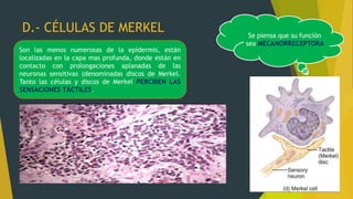 D.- CÉLULAS DE MERKEL Se piensa que su función
sea MECANORRECEPTORA
Son las menos numerosas de la epidermis, están
localizadas en la capa mas profunda, donde están en
contacto con prolongaciones aplanadas de las
neuronas sensitivas (denominadas discos de Merkel.
Tanto las células y discos de Merkel PERCIBEN LAS
SENSACIONES TÁCTILES.
 