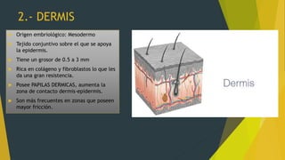 2.- DERMIS
 Origen embriológico: Mesodermo
 Tejido conjuntivo sobre el que se apoya
la epidermis.
 Tiene un grosor de 0.5 a 3 mm
 Rica en colágeno y fibroblastos lo que les
da una gran resistencia.
 Posee PAPILAS DERMICAS, aumenta la
zona de contacto dermis-epidermis.
 Son más frecuentes en zonas que poseen
mayor fricción.
 