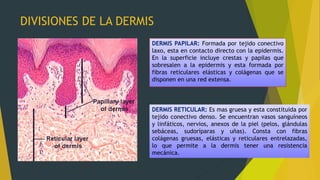 DIVISIONES DE LA DERMIS
DERMIS PAPILAR: Formada por tejido conectivo
laxo, esta en contacto directo con la epidermis.
En la superficie incluye crestas y papilas que
sobresalen a la epidermis y esta formada por
fibras reticulares elásticas y colágenas que se
disponen en una red extensa.
DERMIS RETICULAR: Es mas gruesa y esta constituida por
tejido conectivo denso. Se encuentran vasos sanguíneos
y linfáticos, nervios, anexos de la piel (pelos, glándulas
sebáceas, sudoríparas y uñas). Consta con fibras
colágenas gruesas, elásticas y reticulares entrelazadas,
lo que permite a la dermis tener una resistencia
mecánica.
 