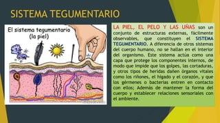 SISTEMA TEGUMENTARIO
LA PIEL, EL PELO Y LAS UÑAS son un
conjunto de estructuras externas, fácilmente
observables, que constituyen el SISTEMA
TEGUMENTARIO. A diferencia de otros sistemas
del cuerpo humano, no se hallan en el interior
del organismo. Este sistema actúa como una
capa que protege los componentes internos, de
modo que impide que los golpes, las cortaduras,
y otros tipos de heridas dañen órganos vitales
como los riñones, el hígado y el corazón, y que
los gérmenes o bacterias entren en contacto
con ellos; Además de mantener la forma del
cuerpo y establecer relaciones sensoriales con
el ambiente.
 
