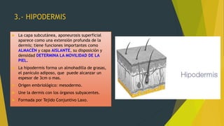 3.- HIPODERMIS
 La capa subcutánea, aponeurosis superficial
aparece como una extensión profunda de la
dermis; tiene funciones importantes como
ALMACÉN y capa AISLANTE, su disposición y
densidad DETERMINA LA MOVILIDAD DE LA
PIEL.
 La hipodermis forma un almohadilla de grasas,
el panículo adiposo, que puede alcanzar un
espesor de 3cm o mas.
 Origen embriológico: mesodermo.
 Une la dermis con los órganos subyacentes.
 Formada por Tejido Conjuntivo Laxo.
 
