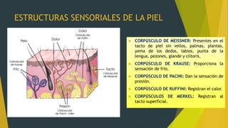 ESTRUCTURAS SENSORIALES DE LA PIEL
 CORPÚSCULO DE MEISSNER: Presentes en el
tacto de piel sin vellos, palmas, plantas,
yema de los dedos, labios, punta de la
lengua, pezones, glande y clítoris.
 CORPÚSCULO DE KRAUSE: Proporciona la
sensación de frío.
 CORPÚSCULO DE PACINI: Dan la sensación de
presión.
 CORPÚSCULO DE RUFFINI: Registran el calor.
 CORPÚSCULOS DE MERKEL: Registran al
tacto superficial.
 