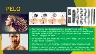  Son filamentos queratinizados elásticos que aparecen a partir de la
epidermis, cubre casi toda la superficie de la piel excepto en las palmas de
las manos y plantas de los pies así como los labios, pezones, ombligo y
tercera falange de los dedos.
 Es abundante en piel cabelluda, axilas, pubis, cejas, pestañas, zonas de
barba y bigote en el hombre.
 El pelo puede ser recto (lisotrico), rizado (cinotrico) y lanoso (ulotrico).
 Pelo de la cabeza crece aprox, medio mm por día, 15 o 20cm por año, en la
mujer es mas largo. Su ciclo vital es de 4 años, en las cejas de 112 días.
PELO
 