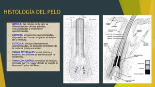 HISTOLOGÍA DEL PELO
 MEDULA: las células de la raíz se
diferencian en células grandes,
vazcularizadas y totalmente
queratinizadas.
 CORTEZA: células más queratinizadas,
dispuestas en forma compacta alrededor
de la médula.
 CUTÍCULA: células intensamente
queratinizadas, se disponen alrededor de
la corteza (como escamas).
 VAINAS EPITELIALES: vaina interna y
externa, esta última se continua con la
epidermis.
 VAINA CONJUNTIVA: envuelve al folículo,
formada por TC. Lugar donde se inserta el
Musculo Erector del Pelo.
 