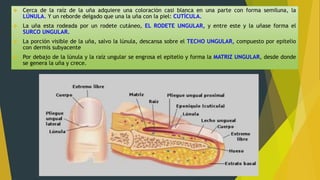  Cerca de la raíz de la uña adquiere una coloración casi blanca en una parte con forma semiluna, la
LÚNULA. Y un reborde delgado que una la uña con la piel: CUTÍCULA.
 La uña esta rodeada por un rodete cutáneo, EL RODETE UNGULAR, y entre este y la uñase forma el
SURCO UNGULAR.
 La porción visible de la uña, salvo la lúnula, descansa sobre el TECHO UNGULAR, compuesto por epitelio
con dermis subyacente
 Por debajo de la lúnula y la raíz ungular se engrosa el epitelio y forma la MATRIZ UNGULAR, desde donde
se genera la uña y crece.
 