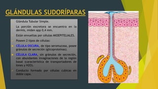 GLÁNDULAS SUDORÍPARAS
 Glándula Tubular Simple.
 La porción excretora se encuentra en la
dermis, miden app 0,4 mm.
 Están envueltas por células MIOEPITELIALES.
 Poseen 2 tipos de células:
 CÉLULA OSCURA, de tipo seromucosa, posee
gránulos de secreción (glicoproteínas).
 CÉLULA CLARA, sin gránulos de secreción,
con abundantes invaginaciones de la región
basal (característica de transportadores de
Iones y H2O).
 Conducto formado por células cubicas en
doble capa.
 