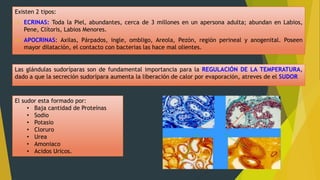 Existen 2 tipos:
 ECRINAS: Toda la Piel, abundantes, cerca de 3 millones en un apersona adulta; abundan en Labios,
Pene, Clítoris, Labios Menores.
 APOCRINAS: Axilas, Párpados, ingle, ombligo, Areola, Pezón, región perineal y anogenital. Poseen
mayor dilatación, el contacto con bacterias las hace mal olientes.
Las glándulas sudoríparas son de fundamental importancia para la REGULACIÓN DE LA TEMPERATURA,
dado a que la secreción sudorípara aumenta la liberación de calor por evaporación, atreves de el SUDOR
El sudor esta formado por:
• Baja cantidad de Proteínas
• Sodio
• Potasio
• Cloruro
• Urea
• Amoniaco
• Acidos Uricos.
 
