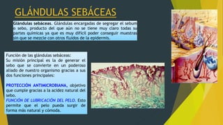 GLÁNDULAS SEBÁCEAS
Glándulas sebáceas. Glándulas encargadas de segregar el sebum
o sebo, producto del que aún no se tiene muy claro todas su
partes químicas ya que es muy difícil poder conseguir muestras
sin que se mezcle con otros fluidos de la epidermis.
Función de las glándulas sebáceas:
Su misión principal es la de generar el
sebo que se convierte en un poderoso
aliado de nuestro organismo gracias a sus
dos funciones principales:
PROTECCIÓN ANTIMICROBIANA, objetivo
que cumple gracias a la acidez natural del
sebo.
FUNCIÓN DE LUBRICACIÓN DEL PELO. Esto
permite que el pelo pueda surgir de
forma más natural y cómoda.
 