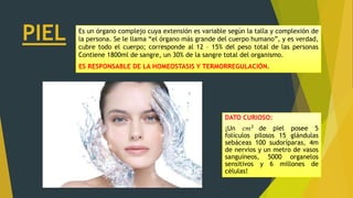 PIEL Es un órgano complejo cuya extensión es variable según la talla y complexión de
la persona. Se le llama “el órgano más grande del cuerpo humano”, y es verdad,
cubre todo el cuerpo; corresponde al 12 – 15% del peso total de las personas
Contiene 1800ml de sangre, un 30% de la sangre total del organismo.
ES RESPONSABLE DE LA HOMEOSTASIS Y TERMORREGULACIÓN.
DATO CURIOSO:
¡Un 𝑐𝑚2
de piel posee 5
folículos pilosos 15 glándulas
sebáceas 100 sudoríparas, 4m
de nervios y un metro de vasos
sanguíneos, 5000 organelos
sensitivos y 6 millones de
células!
 