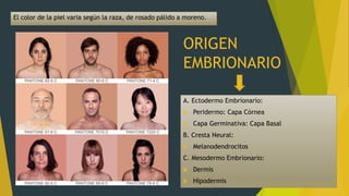 A. Ectodermo Embrionario:
 Peridermo: Capa Córnea
 Capa Germinativa: Capa Basal
B. Cresta Neural:
 Melanodendrocitos
C. Mesodermo Embrionario:
 Dermis
 Hipodermis
El color de la piel varia según la raza, de rosado pálido a moreno.
ORIGEN
EMBRIONARIO
 
