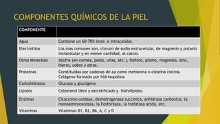 COMPONENTES QUÍMICOS DE LA PIEL
COMPONENTE
Agua Contiene un 60-70% Inter. e Intracelular.
Electrolitos Los mas comunes son, cloruro de sodio extracelular, de magnesio y potasio
intracelular y en menor cantidad, el calcio.
Otros Minerales Azufre (en cornea, pelos, uñas, etc.), fosforo, plomo, magnesio, zinc,
hierro, cobre y otros.
Proteínas Constituidas por cadenas de aa como metionina o cisteína cistina.
Colágeno formado por hidrixopolina
Carbohidratos Glucosa y glucógeno
Lípidos Colesterol libre y estratificado y fosfolípidos.
Enzimas Citocromo oxidasa, deshidrogenasa succinica, anhidrasa carbonica, la
monoaminooxidasa, la Fosforilasa, la fosfatasa acida, etc.
Vitaminas Vitaminas B1, B2, B6, A, C y D
 