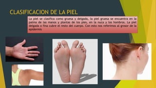 CLASIFICACION DE LA PIEL
La piel se clasifica como gruesa y delgada, la piel gruesa se encuentra en la
palma de las manos y plantas de los pies, en la nuca y los hombros. La piel
delgada o fina cubre el resto del cuerpo. Con esto nos referimos al grosor de la
epidermis
 