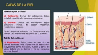 CAPAS DE LA PIEL
Formada por 2 capas:
a) Epidermis: Deriva del ectodermo, tejido
epitelial estratificado plano queratanizado.
b) Dermis: Deriva del mesodermo, tejido
conjuntivo denso, de sostén mecánico,
resistencia y espesor.
Estas 2 capas se adhieren con firmeza entre si y
forman una membrana de grosor de 0.5-4mm.
Tejido Subcutáneo:
c) Hipodermis: Tejido conectivo laxo rico en
células adiposas. Une la piel con las estructuras
subyacentes como músculos, huesos y otros. Se
ubica debajo de la dermis y no se considera
parte de la piel.
 