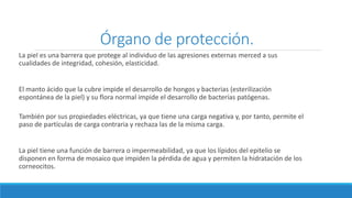Órgano de protección.
La piel es una barrera que protege al individuo de las agresiones externas merced a sus
cualidades de integridad, cohesión, elasticidad.
El manto ácido que la cubre impide el desarrollo de hongos y bacterias (esterilización
espontánea de la piel) y su flora normal impide el desarrollo de bacterias patógenas.
También por sus propiedades eléctricas, ya que tiene una carga negativa y, por tanto, permite el
paso de partículas de carga contraria y rechaza las de la misma carga.
La piel tiene una función de barrera o impermeabilidad, ya que los lípidos del epitelio se
disponen en forma de mosaico que impiden la pérdida de agua y permiten la hidratación de los
corneocitos.
 