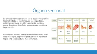 Órgano sensorial
Su profusa inervación le hace ser el órgano receptor de
la sensibilidad por excelencia, de todo tipo: tacto,
dolor, temperatura, presión y, por tanto, también
punto de partida de reflejos que conducen también a
la protección.
Cuando una persona pierde la sensibilidad como en el
caso de la lepra, se pueden producir daños no sólo en
la piel sino en estructuras más profundas.
 