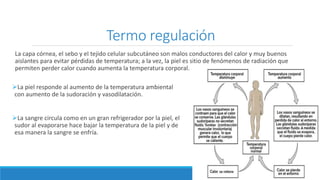 Termo regulación
La capa córnea, el sebo y el tejido celular subcutáneo son malos conductores del calor y muy buenos
aislantes para evitar pérdidas de temperatura; a la vez, la piel es sitio de fenómenos de radiación que
permiten perder calor cuando aumenta la temperatura corporal.
La piel responde al aumento de la temperatura ambiental
con aumento de la sudoración y vasodilatación.
La sangre circula como en un gran refrigerador por la piel, el
sudor al evaporarse hace bajar la temperatura de la piel y de
esa manera la sangre se enfría.
 