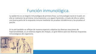 Función inmunológica.
La epidermis es un órgano inmunológico de primera línea. La inmunología nació en la piel, en
ella se realizaron las primeras inmunizaciones y se siguen haciendo; a través de ella se valora
una buena parte de la respuesta inmune mediante las pruebas intradérmicas y las pruebas al
parche.
En la piel también se reflejan de manera especial y objetiva las diversas reacciones de
hipersensibilidad, es un extenso órgano de choque, un gran blanco para las diversas respuestas
inmunológicas del organismo.
 