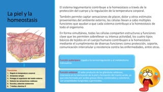 La piel y la
homeostasis
El sistema tegumentario contribuye a la homeostasis a través de la
protección del cuerpo y la regulación de la temperatura corporal.
También permite captar sensaciones de placer, dolor y otros estímulos
provenientes del ambiente externo, las células llevan a cabo múltiples
funciones que ayudan a que cada sistema contribuya a la homeostasis de
todo el organismo.
En forma simultánea, todas las células comparten estructuras y funciones
clave que les permiten sobrellevar su intensa actividad, los cuatro tipos
básicos de tejidos en el cuerpo humano contribuyen a la homeostasis
mediante el cumplimiento de diversas funciones como protección, soporte,
comunicación intercelular y resistencia contra las enfermedades, entre otras.
Función sudorípara: Ligada a la termorregulación y al metabolismo
hidrosalino.
Función sebácea: El sebo producto de las glándulas sebáceas,
interviene en la lubricación de la piel y formación del manto acido, ya
que esta formado por acidos grasos libres, combinados y colesterol,
con propiedades fungicidas y germicidas.
 