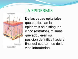 LA EPIDERMIS
De las capas epiteliales
que conforman la
epidermis se distinguen
cinco (estratos), mismas
que adquieren su
posición definitiva hacia el
final del cuarto mes de la
vida intrauterina.
 