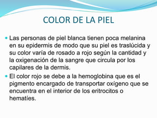 COLOR DE LA PIEL
 Las personas de piel blanca tienen poca melanina
en su epidermis de modo que su piel es traslúcida y
su color varía de rosado a rojo según la cantidad y
la oxigenación de la sangre que circula por los
capilares de la dermis.
 El color rojo se debe a la hemoglobina que es el
pigmento encargado de transportar oxígeno que se
encuentra en el interior de los eritrocitos o
hematíes.
 