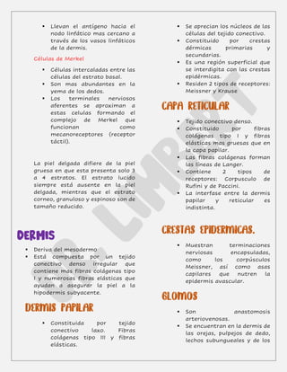 ▪ Llevan el antígeno hacia el
nodo linfático mas cercano a
través de los vasos linfáticos
de la dermis.
Células de Merkel
▪ Células intercaladas entre las
células del estrato basal.
▪ Son mas abundantes en la
yema de los dedos.
▪ Los terminales nerviosos
aferentes se aproximan a
estas celulas formando el
complejo de Merkel que
funcionan como
mecanoreceptores (receptor
táctil).
La piel delgada difiere de la piel
gruesa en que esta presenta solo 3
a 4 estratos. El estrato lucido
siempre está ausente en la piel
delgada, mientras que el estrato
corneo, granuloso y espinoso son de
tamaño reducido.
DERMIS
▪ Deriva del mesodermo
▪ Está compuesta por un tejido
conectivo denso irregular que
contiene mas fibras colágenas tipo
I y numerosas fibras elásticas que
ayudan a asegurar la piel a la
hipodermis subyacente.
▪ Constituida por tejido
conectivo laxo. Fibras
colágenas tipo III y fibras
elásticas.
▪ Se aprecian los núcleos de las
células del tejido conectivo.
▪ Constituido por crestas
dérmicas primarias y
secundarias.
▪ Es una región superficial que
se interdigita con las crestas
epidérmicas.
▪ Residen 2 tipos de receptores:
Meissner y Krause
▪ Tejido conectivo denso.
▪ Constituido por fibras
colágenas tipo I y fibras
elásticas mas gruesas que en
la capa papilar.
▪ Las fibras colágenas forman
las líneas de Langer.
▪ Contiene 2 tipos de
receptores: Corpusculo de
Rufini y de Paccini.
▪ La interfase entre la dermis
papilar y reticular es
indistinta.
▪ Muestran terminaciones
nerviosas encapsuladas,
como los corpúsculos
Meissner, así como asas
capilares que nutren la
epidermis avascular.
▪ Son anastomosis
arteriovenosas.
▪ Se encuentran en la dermis de
las orejas, pulpejos de dedo,
lechos subungueales y de los
 