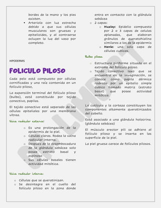 bordes de la mano y los pies
existen.
▪ Arteriola con luz estrecha
debido a que sus células
musculares son gruesas y
epitelioides, y al contraerse
ocluyen la luz del vaso por
completo.
HIPODERMIS
FOLICULO PILOSO
Cada pelo está compuesto por células
cornificadas y una raíz contenida en un
folículo piloso,
La expansión terminal del folículo piloso
(bulbo), está constituido por tejido
conectivo, papilas.
El tejido conectivo está separado de las
células epiteliales por una membrana
vítrea.
:
o Es una prolongación de la
epidermis de la piel.
o Células claras. Rodea la vaina
radicular interna.
o Después de la desembocadura
de la glándula sebácea solo
posee estrato basal y
espinoso
o Sus células basales tienen
actividad mitótica.
o Células que se queratinizan.
o Se desintegra en el cuello del
folículo piloso en la zona donde
entra en contacto con la glándula
sebácea
o 2 capas:
o Huxley: Epidelio compuesto
por 2 o 3 capas de celulas
aplanadas, que elaboran
gránulos de queratohialina
similares a los de la epidermis
o Henle: una sola capa de
células cubicas.
o Estructura piriforme situada en el
extremo del folículo piloso.
o Tejido conectivo laxo que se
encuentra en la invaginación, se
conoce como papila dérmica
rodeada por un epitelio simple
cubico llamado matriz (estrato
basal) que posee actividad
mitótica.
o
La cutícula y la corteza constituyen los
componentes altamente queratinizados
del cabello.
Está asociado a una glándula holocrina.
(glándula sebácea)
El músculo erector pili se adhiere al
folículo piloso y se inserta en las
superficie de la piel.
La piel gruesa carece de folículos pilosos.
 