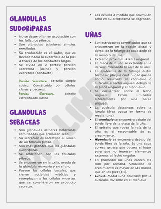 GLANDULAS
SUDORÍPARAS
▪ No se desarrollan en asociación con
los folículos pilosos.
▪ Son glándulas tubulares simples
enrolladas.
▪ Su producción es el sudor, que es
llevado hacia la superficie de la piel
a través de los conductos largos.
▪ Se divide en 2 partes: porción
secretora (acino) y porción
excretora (conducto)
Epitelio simple
cubico. Constituido por células
claras y oscuras
Epitelio
estratificado cubico
GLANDULAS
SEBACEAS
▪ Son glándulas acinares holocrinas
ramificadas que producen sebo.
▪ Su secreción es secretada al lumen
de un folículo piloso.
▪ Son más grandes que las glándulas
sudoríparas.
▪ Se relacionan con los folículos
pilosos.
▪ Se encuentran en la axila, areola de
la glándula mamaria y en el ano.
▪ Poseen las células basales, que
tienen actividad mitótica y
reemplazan a las células muertas
que se convirtieron en producto
secretor.
▪ Las células a medida que acumulan
sebo en su citoplasma se degradan.
UÑAS
▪ Son estructuras cornificadas que se
encuentran en la región distal y
dorsal de la falange de cada dedo de
la mano o del pie.
▪ Extremo proximal → Raiz ungueal
▪ La placa de la uña se extiende en la
dermis, formando la raíz de la uña.
▪ La epidermis de la falange distal
forma un pliegue continuo lo que da
como resultado al eponiquio o
cutícula, el lecho ungueal debajo de
la placa ungueal y el hiponiquio.
▪ Se encuentran sobre el lecho
ungueal. Están limitadas
lateralmente por una pared
ungueal.
▪ La cutícula descansas sobre la
lúnula (área opaca en forma de
media luna)
▪ El eponiquio se encuentra debajo del
borde libre de la placa de la uña.
▪ El epitelio que rodea la raíz de la
uña es el responsable de su
crecimiento.
▪ Hiponiquio se encuentra debajo del
borde libre de la uña. Es una capa
cornea gruesa que obtura el lugar
para que no ingresen elementos
externos al lecho ungular.
▪ En promedio las uñas crecen 0.5
mm por semana. Velocidad de
crecimiento es mayor en las manos
que en los pies (4:1).
▪ Lunula. Media luna ocultado por la
cutícula. Invisible en el meñique
 