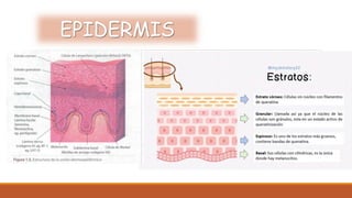 EPIDERMIS
 