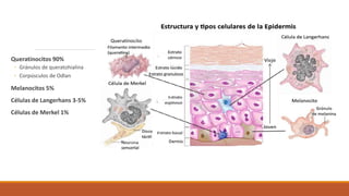 Queratinocitos 90%
◦ Gránulos de queratohialina
◦ Corpúsculos de Odlan
Melanocitos 5%
Células de Langerhans 3-5%
Células de Merkel 1%
 