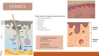 Tejido conjuntivo de apoyo, compresible y elástico
 90% Fibras de colágeno I y III
 Fibras elásticas
 Fibroblastos
 Mastocitos
 Histiocitos
 Vasos sanguíneos
 Terminaciones nerviosas
DERMIS
 CORPÚSCULOS DE MEISNNER:
Papilas dérmicas
Responsable del tacto
 VATER-PACCINI:
Dermis profunda
Responsable de la presión y vibración
 