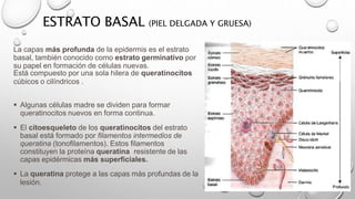 ESTRATO BASAL (PIEL DELGADA Y GRUESA)
La capas más profunda de la epidermis es el estrato
basal, también conocido como estrato germinativo por
su papel en formación de células nuevas.
Está compuesto por una sola hilera de queratinocitos
cúbicos o cilíndricos .
 Algunas células madre se dividen para formar
queratinocitos nuevos en forma continua.
 El citoesqueleto de los queratinocitos del estrato
basal está formado por filamentos intermedios de
queratina (tonofilamentos). Estos filamentos
constituyen la proteína queratina resistente de las
capas epidérmicas más superficiales.
 La queratina protege a las capas más profundas de la
lesión.
 