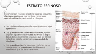 ESTRATO ESPINOSO
Superficial con respecto al estrato basal se encuentra
el estrado espinoso, que contiene numerosos
queratinocitos dispuestos en 8 a 10 capas.
 Las células en las capas más superficiales son algo
aplanadas.
 Los queratinocitos del estrato espinoso, que se
originan a partir de las células madre de la capa
basal, tienen los mismos orgánulos que las células
del estrato basal y conservan su capacidad de
dividirse.
 Los queratinocitos de esta capa producen haces
más gruesos de queratina en los filamentos
intermedios que los de la capa basal.
 