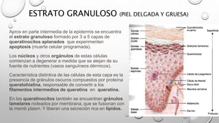ESTRATO GRANULOSO (PIEL DELGADA Y GRUESA)
Aprox en parte intermedia de la epidermis se encuentra
el estrato granuloso formado por 3 a 5 capas de
queratinocitos aplanados que experimenten
apoptosis (muerte celular programada).
Los núcleos y otros orgánulos de estas células
comienzan a degenerar a medida que se alejan de su
fuente de nutrientes (vasos sanguíneos dérmicos).
Característica distintiva de las células de esta capa es la
presencia de gránulos oscuros compuestos por proteína
queratohialina, responsable de convertir a los
filamentos intermedios de queratina en queratina.
En los queratinocitos también se encuentran gránulos
lamelares rodeados por membrana, que se fusionan con
la memb plasm. Y liberan una secreción rica en lipidos.
 