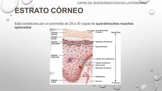 ESTRATO CÓRNEO
Está constituido por un promedio de 25 a 30 capas de queratinocitos muertos
aplanados
CAPAS DE QUERATINOCITOS EN LA EPIDERMIS
 
