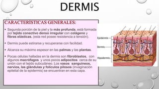 DERMIS
CARACTERÍSTICAS GENERALES:
 Segunda porción de la piel y la más profunda, está formada
por tejido conectivo denso irregular con colágeno y
fibras elásticas. (esta red posee resistencia a tensión).
 Dermis puede estirarse y recuperarse con facilidad.
 Alcanza su máximo espesor en las palmas y las plantas.
 Pocas células halladas en la dermis son fibroblastos, con
algunos macrófagos y unos pocos adipocitos cerca de su
unión con el tejido subcutáneo. Los vasos sanguíneos,
nervios, las glándulas y folículos pilosos (invaginación
epitelial de la epidermis) se encuentran en esta capa.
 