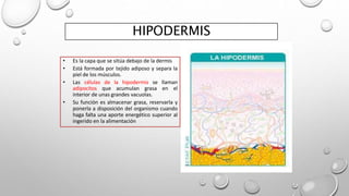 HIPODERMIS
• Es la capa que se sitúa debajo de la dermis
• Está formada por tejido adiposo y separa la
piel de los músculos.
• Las células de la hipodermis se llaman
adipocitos que acumulan grasa en el
interior de unas grandes vacuolas.
• Su función es almacenar grasa, reservarla y
ponerla a disposición del organismo cuando
haga falta una aporte energético superior al
ingerido en la alimentación
 