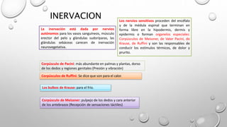 INERVACION Los nervios sensitivos proceden del encéfalo
y de la médula espinal que terminan en
forma libre en la hipodermis, dermis y
epidermis o forman organelos especiales:
Corpúsculos de Meissner, de Vater Pacini, de
Krause, de Ruffini y son las responsables de
conducir los estímulos térmicos, de dolor y
prurito.
La inervación está dada por nervios
autónomos para los vasos sanguíneos, músculo
erector del pelo y glándulas sudoríparas, las
glándulas sebáceas carecen de inervación
neurovegetativa.
Corpúsculo de Pacini: más abundante en palmas y plantas, dorso
de los dedos y regiones genitales (Presión y vibración)
Corpúsculos de Ruffini: Se dice que son para el calor.
Los bulbos de Krause: para el frío.
Corpúsculo de Meissner: pulpejo de los dedos y cara anterior
de los antebrazos (Recepción de sensaciones táctiles)
 