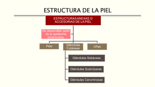ESTRUCTURA DE LA PIEL
ESTRUCTURASANEXAS O
ACCESORIAS DE LA PIEL
Pelo Glándulas
Cutáneas
Glándulas Sebáceas
Glándulas Sudoríparas
Glándulas Ceruminosas
Uñas
Se desarrollan partir
de la epidermis
embrionaria.
 