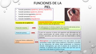 FUNCIONES DE LA
PIEL
• Función protectora (epidermis, dermis, hipodermis)
• Función secretora (epidermis, dermis)
• Función termorreguladora (dermis)
• Función sensorial (dermis)
• Función metabólica (hipodermis)
Funciones de la epidermis FUNCION PROTECTORA: La piel nos protege
frente a distintos tipos de agresiones
Se realiza gracias a la dureza y espesor de la queratina del estrato córneo
y a la estabilidad que proporciona el estrato espinoso
Protección mecánica
Protección química El paso de sustancias al interior del organismo está dificultado por las
células queratinizadas del estrato córneo y por otra parte por la
emulsión epicutánea, que hace que la piel sea impermeable a ciertas
sustancias.
Protección frente a radiaciones
solares
Melanogénesis: es la protección frente a los rayos solares. Los rayos
ultravioletas inciden sobre nuestra epidermis y estimulan la actividad
de los melanocitos del estrato basal produciendo un fenómeno
llamado melanogénesis, que será el proceso de la producción de
melanina. La melanina actúa como un filtro solar que hace que los
rayos UVA y UVB reboten al incidir en la piel
 