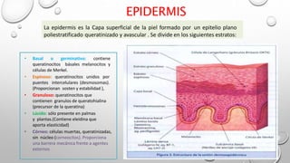 La epidermis es la Capa superficial de la piel formado por un epitelio plano
poliestratificado queratinizado y avascular . Se divide en los siguientes estratos:
• Basal o germinativo: contiene
queratinocitos básales melanocitos y
células de Merkel.
• Espinoso: queratinocitos unidos por
puentes intercelulares (desmosomas).
(Proporcionan sosten y estabilidad ),
• Granuloso: queratinocitos que
contienen granulos de queratohialina
(precursor de la queratina)
• Lúcido: sólo presente en palmas
y plantas.(Contiene eleidina que
aporta elasticidad)
• Córneo: células muertas, queratinizadas,
sin núcleo (corneocitos). Proporciona
una barrera mecánica frente a agentes
externos
EPIDERMIS
 