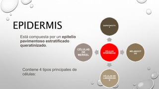 EPIDERMIS
Está compuesta por un epitelio
pavimentoso estratificado
queratinizado.
Contiene 4 tipos principales de
células:
CÉLULAS
EPIDERMICAS
QUERATINOCITO
S
MELANOCIT
OS
CÉLULAS DE
LANGERHAN
S
CÉLULAS
DE
MERKEL
 