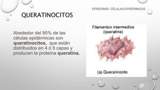 Alrededor del 90% de las
células epidérmicas son
queratinocitos, que están
distribuidos en 4 ó 5 capas y
producen la proteína queratina.
EPIDERMIS: CÉLULAS EPIDÉRMICAS
QUERATINOCITOS
 