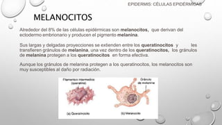 MELANOCITOS
Alrededor del 8% de las células epidérmicas son melanocitos, que derivan del
ectodermo embrionario y producen el pigmento melanina.
Sus largas y delgadas proyecciones se extienden entre los queratinocitos y les
transfieren gránulos de melanina, una vez dentro de los queratinocitos, los gránulos
de melanina protegen a los queratinocitos en forma efectiva.
Aunque los gránulos de melanina protegen a los queratinocitos, los melanocitos son
muy susceptibles al daño por radiación.
EPIDERMIS: CÉLULAS EPIDÉRMICAS
 