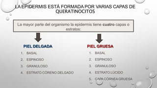 LA EPIDERMIS ESTÁ FORMADA POR VARIAS CAPAS DE
QUERATINOCITOS
PIEL DELGADA
1. BASAL
2. ESPINOSO
3. GRANULOSO
4. ESTRATO CÓRENO DELGADO
PIEL GRUESA
1. BASAL
2. ESPINOSO
3. GRANULOSO
4. ESTRATO LÚCIDO
5. CAPA CÓRNEA GRUESA
La mayor parte del organismo la epidermis tiene cuatro capas o
estratos:
 