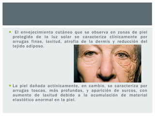  El envejecimiento cutáneo que se observa en zonas de piel
protegida de la luz solar se caracteriza clínicamente por
arrugas finas, laxitud, atrofia de la dermis y reducción del
tejido adiposo.

 La piel dañada actínicamente, en cambio, se caracteriza por
arrugas toscas, más profundas, y aparición de surcos, con
aumento de laxitud debido a la acumulación de material
elastótico anormal en la piel.

 