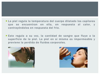  La piel regula la temperatura del cuerpo dilatado los capilares
que se encuentran en ella, en respuesta al calor, y
contrayéndolos en respuesta del frio.
 Esto regula a su vez, la cantidad de sangre que fluye a la
superficie de la piel. La piel en si misma es impermeable y
previene la perdida de fluidos corporales.

 