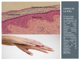 CAPAS DE
LA PIEL
Primera capa.
La epidermis.
La epidermis (la
capa exterior de
la
piel)
tiene
una
capa
externa
de
células muer tas.
Estas
células
están
siendo
destruidas
y
reemplazadas
constantemente
por la afluencia
de
nuevas
células desde el
i n t e r i o r. E s l a
par te
mas
interna
de
la
epidermis
se
produce
el
pigmento
llamado
Melanina

 