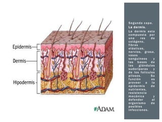 Segunda capa.
La dermis.
L a d er m i s e s t a
c o m p ue s t a p o r
una
res
de
c o l ág e no ,
fi b r a s
e l ás t i c as ,
n e r v i o s , g r as a ,
vasos
s a n g uí n eo s
y
l as b a s es d e
l as
g l á nd ul as
s ud o r í p ar a s
y
d e l o s fo l í c ul o s
pilosos.
Su
f u nc i ó n
es
p rov e er
a la
e p i d er m i s
de
n ut r i e nte s ,
r e s i s te nc i a
m ec á ni c a
y
d ef e nd er
al
o r g a ni s m o
de
p o s i b l es
i n f e c c io n e s .

 