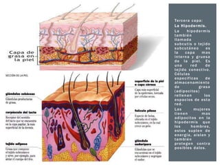 Te r c e r a c a p a :
La Hipodermis.
La
hipodermis
también
llamada
subcutis o tejido
subcutáneo
es
la
capa
mas
interna y gruesa
de la piel. Es
una
red
de
tejido conectivo.
Células
especificas
de
almacenamiento
de
grasa
( a d i p o c i to s )
rellenan
los
espacios de esta
red.
Las
mujeres
tienen
mas
adipocitos en la
hipodermis que
los
hombres,
estos suplen de
energía, aíslan y
también
protegen contra
posibles dalos.

 