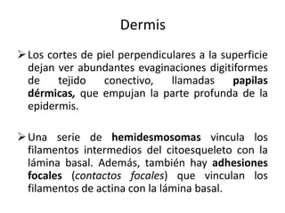 Dermis
 Los cortes de piel perpendiculares a la superficie
  dejan ver abundantes evaginaciones digitiformes
  de    tejido    conectivo,   llamadas     papilas
  dérmicas, que empujan la parte profunda de la
  epidermis.

 Una serie de hemidesmosomas vincula los
  filamentos intermedios del citoesqueleto con la
  lámina basal. Además, también hay adhesiones
  focales (contactos focales) que vinculan los
  filamentos de actina con la lámina basal.
 